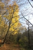 Bois de St Gervais et golf